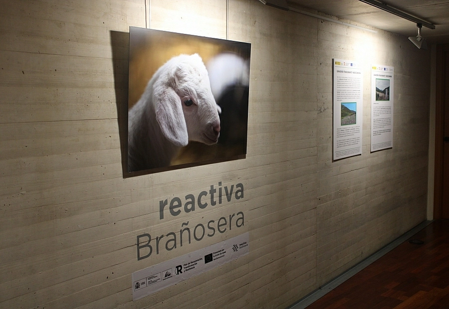 Fundación Ávila abre al público una exposición sobre ganadería trashumante dentro del proyecto Reactiva Brañosera