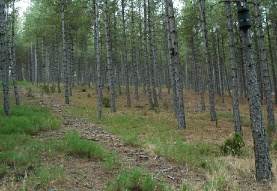 SEMBRANDO BIODIVERSIDAD