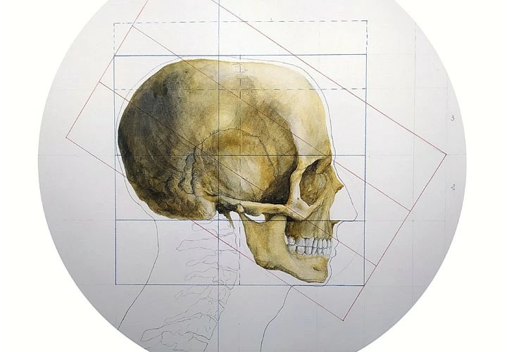 EXPOSICIÓN: Anatomopoeia. La enseñanza de la anatomía artística contemporánea en la Facultad de Bellas Artes de San Fernando