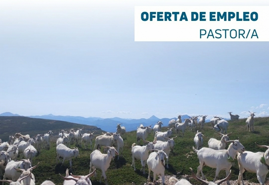 Oferta de empleo - pastor